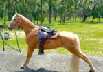 Field Trial hunting TN Walking Horse